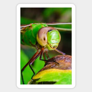 Dragonfly Smile, Macro Photograph Magnet